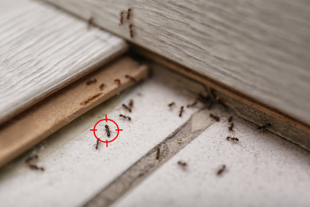Best Pest Prevention Services  in Sheldon, IA
