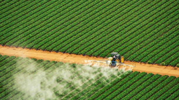 Best Ant Control Services  in Sheldon, IA