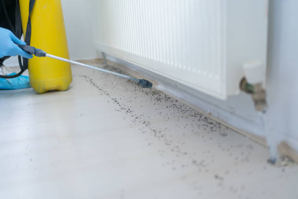 Best Affordable Pest Control Services  in Sheldon, IA